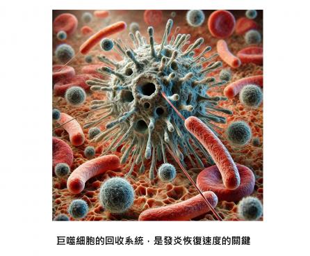 細菌屍體去哪了 ?  被免疫細胞回收，對健康很重要 