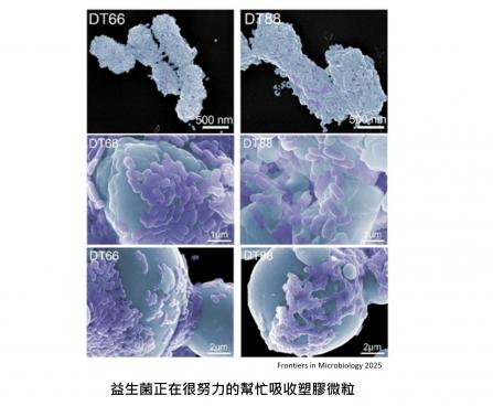 塑膠微粒避不了？益生菌成腸道排塑新解方