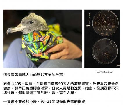 「海鳥寶寶都還沒學會飛，大腦就先出現失智症狀」：塑膠大腦時代的影響