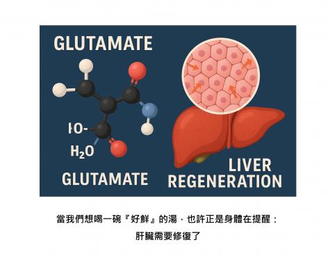 肝臟的修復開關，藏在「鮮味」裡：起司、昆布中的神秘胺基酸，悄悄啟動再生力