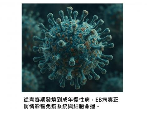 免疫疾病與癌症背後的共犯：九成人體內藏著EB病毒，關鍵在於避免「再活化」