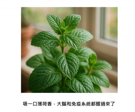 聞得到的保養 - 薄荷醇激活嗅覺、免疫、大腦三重防線：降發炎、護神經、提記憶