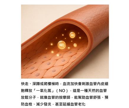 如何保養血管？真正的關鍵在血管內皮