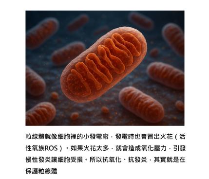 為什麼要強調抗氧化、抗發炎 - 關鍵之一就是粒線體