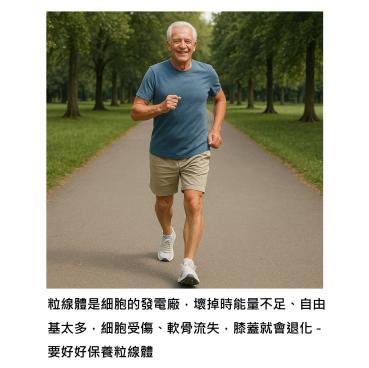別怪年紀大 - 粒線體壞掉才讓關節提早退化