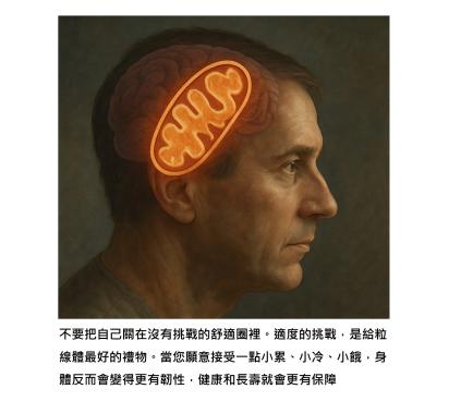 剛剛好的壓力，可以給粒線體刺激，訊號傳遞到全身促進健康