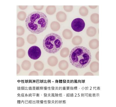 常規驗血也藏密碼 – 中性球 淋巴球比值，揭露慢性發炎與老化風險