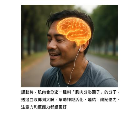 運動,肌肉分泌因子,腦