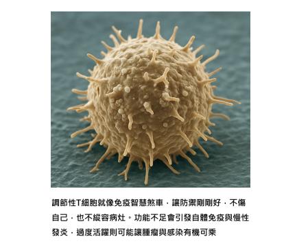 免疫不是越強越好 - 2025諾貝爾醫學獎揭示調節性T細胞的平衡智慧