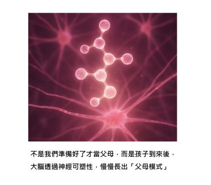新手爸媽從普通大腦變成「父母模式」的大改造