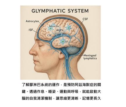 負責腦部清潔排毒的膠淋巴系統 – 科學認證的睡眠、姿勢與呼吸法,啟動阿茲海默症的逆轉關鍵