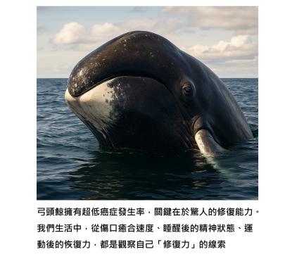 體型巨大、細胞數遠超人類，突變卻不失控 : 癌症超低發生率的弓頭鯨，揭開長壽修復智慧