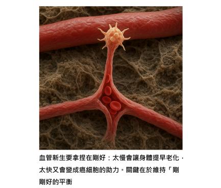 血管新生 - 癌症與老化之間的平衡智慧