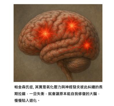 當大腦的火苗越燒越旺 – 帕金森氏症其實是「抗氧化力」與「發炎開關」的失衡戰爭