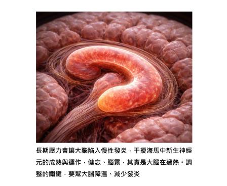 很多人一健忘就以為自己失智，這常常只是海馬的神經新生被生活按下暫停鍵