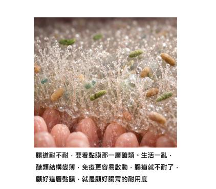 腸道為什麼變得沒有以前耐用？保護它的那一層黏膜變薄了 - 黏膜上的醣類分子出了問題