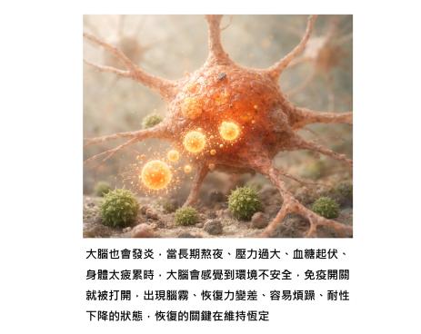 大腦發炎是什麼樣子？ 神經元自己按下免疫開關 , 失智與腦退化的起點