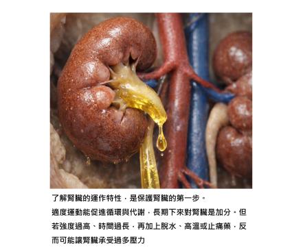 運動一開始，腎臟就站上排毒第一線 - 這些事一定要顧好