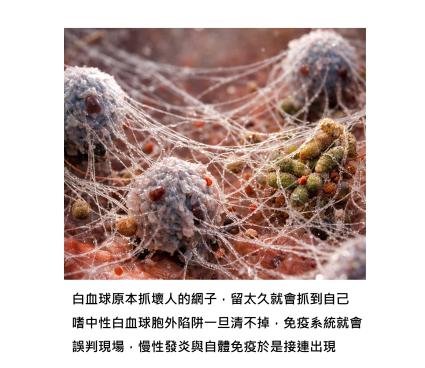 抽血報告裡熟悉的嗜中性白血球，其實是慢性發炎關不掉的主角