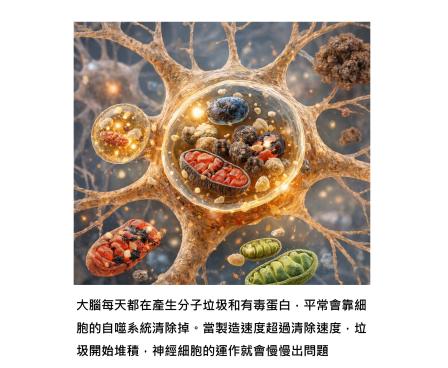 大腦的垃圾與清除，決定大腦會不會老 - 從自噬與氧化壓力談起