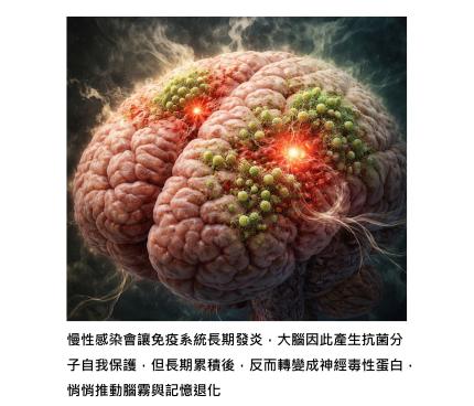 失智的毒蛋白,一開始其實是大腦的抗菌物質 - 慢性感染如何一步步啟動免疫反應,最後變成記憶退化