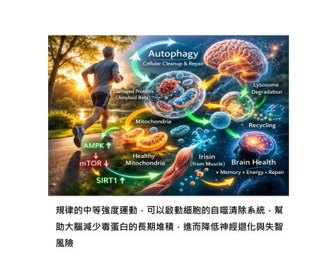 造成失智的大腦毒蛋白怎麼清除?運動可以啟動自噬清潔系統,有機會減少已沉積的類澱粉蛋白