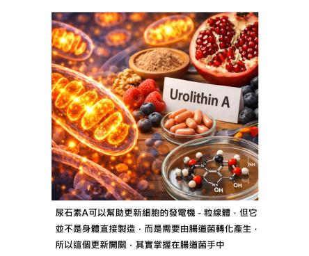 粒線體可以更新，但關鍵在腸道菌 – 尿石素A如何啟動身體能量開關