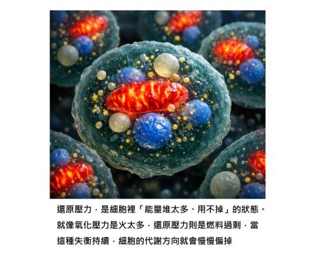 抗氧化補身體做過頭，還原壓力過高，其實也會傷身