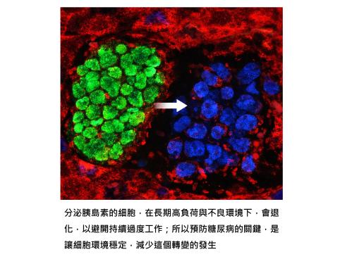 糖尿病,其實是胰島細胞在長期壓力下,退化並慢慢忘記自己是誰的過程