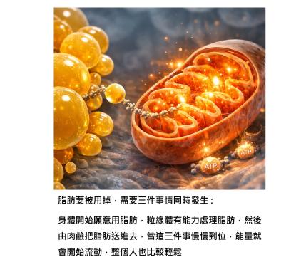 脂肪肝能不能逆轉，關鍵在脂肪能不能進粒線體燃燒掉：肉鹼這條被忽略的代謝路