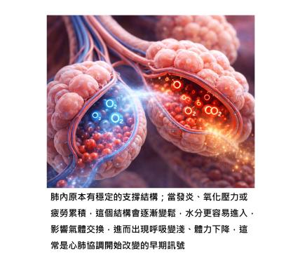 當呼吸開始變淺、沒那麼順，其實很多時候跟心臟和肺的配合問題有關