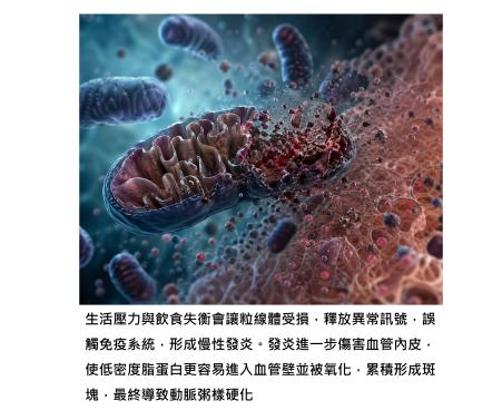 會不會動脈硬化，關鍵不只在膽固醇，而在更上游的粒線體品質