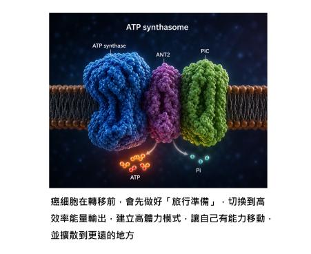 癌細胞為什麼會擴散？其實關鍵在「癌細胞的體力」